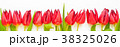 Red tulip flowers on white background.  38325026