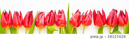 Red tulip flowers on white background. Red tulip flowers on white background. 38325026