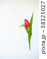 A single red tulip flower on white background.  38325027