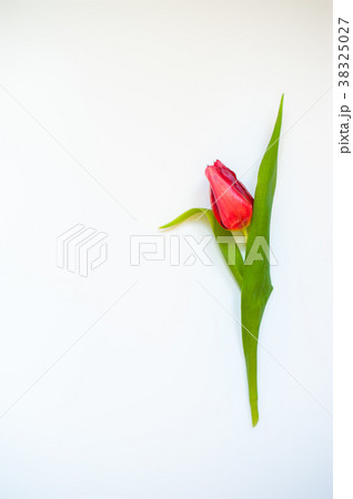 A single red tulip flower on white background.  38325027