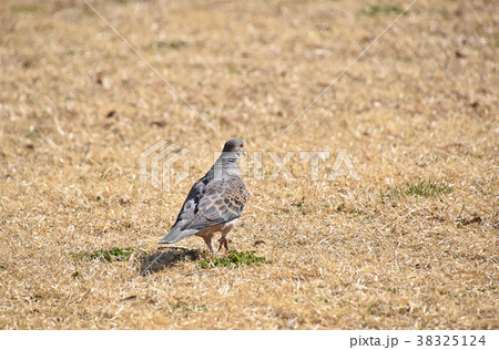 キジバト（雉鳩） 38325124