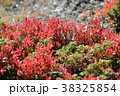 スイス アルプス 高山植物 38325854