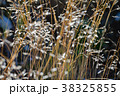 スイス アルプス 高山植物 38325855