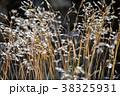スイス アルプス 高山植物 38325931