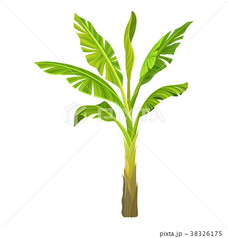 Cartoon illustration of banana palm. Tree with big - Stock Illustration  [38326175] - PIXTA