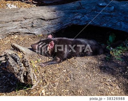 Tasmanian devil, Australian animal Tasmanian devil, Australian animal 38326988