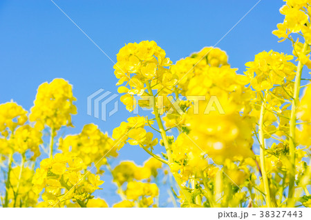 神奈川県 菜の花の写真素材