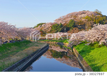 【三室山の桜】 奈良県生駒郡斑鳩町神南 38327697
