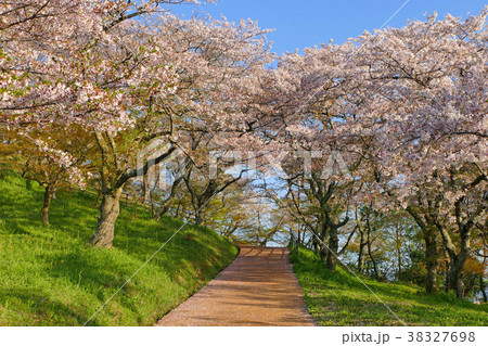 【三室山の桜】 奈良県生駒郡斑鳩町神南 38327698