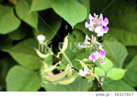 ピンクのフジマメの花 38327927