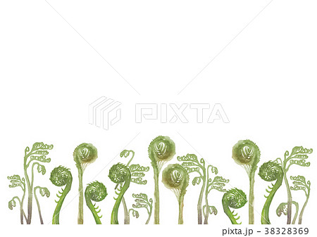 山菜 背景 ぜんまい こごみ わらび 水彩 イラストのイラスト素材 38328369 Pixta