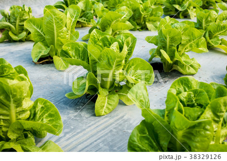 Mini Cos Lettuce in the garden 38329126