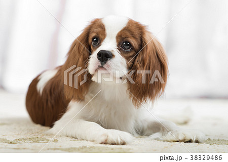 Cavalier King Charles Spaniel 38329486