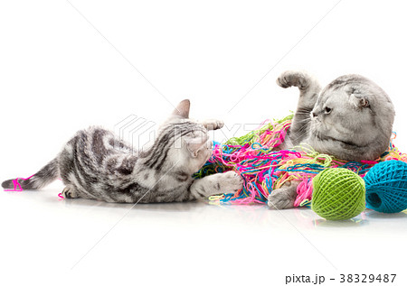 Cats Cats 38329487