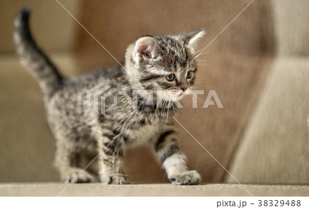 kitten kitten 38329488