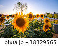 向日葵 38329565