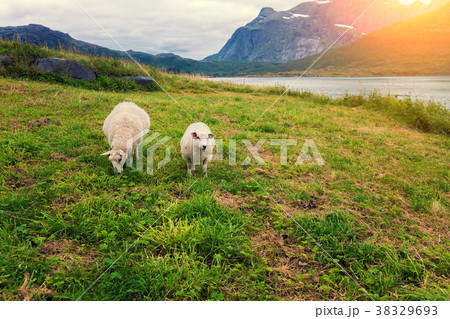 Meadow near fjord. Two sheep on pasture 38329693