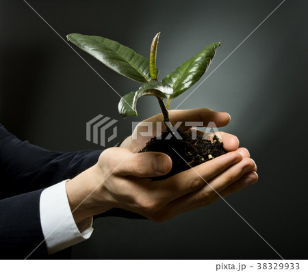 sprout sprout 38329933