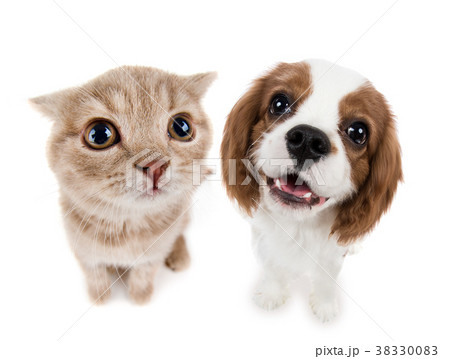 kitten 38330083