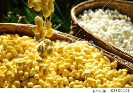 white and yellow cocoon in wood basket white and yellow cocoon in wood basket 38330211