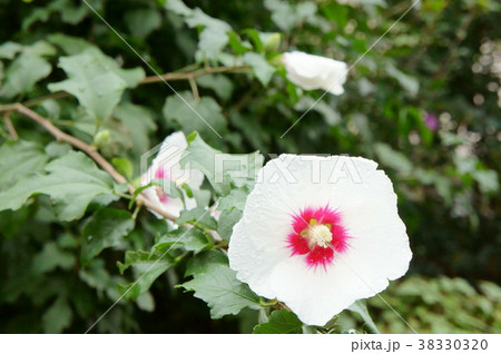 雨上がりのむくげの花 38330320