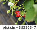 イチゴ いちご狩り イチゴ いちご狩り 38330647