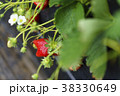 イチゴ いちご狩り イチゴ いちご狩り 38330649