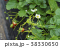 イチゴ いちご狩り イチゴ いちご狩り 38330650