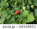 イチゴ いちご狩り イチゴ いちご狩り 38330651