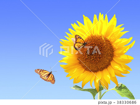 Sunflower and monarch butterflies  38330686
