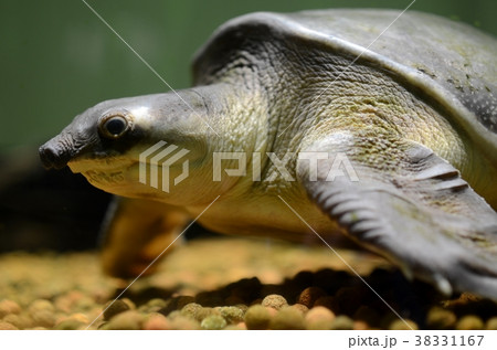 スッポンモドキ スッポンモドキ 38331167