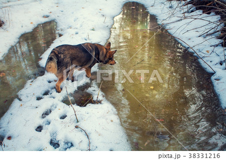 Dog walking in the forest in winter 38331216