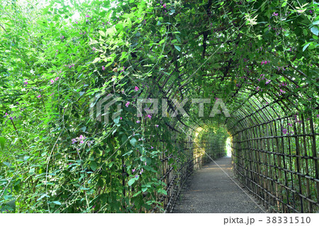 向島百花園の萩のトンネル 向島百花園の萩のトンネル 38331510