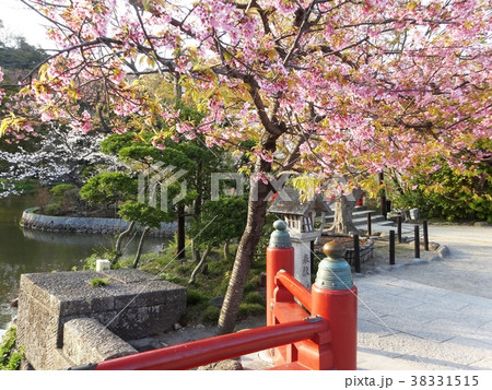 日本風庭の桜の木の花の写真素材