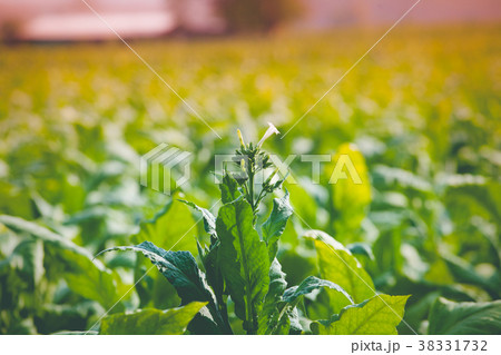 Flower of tabacco 38331732