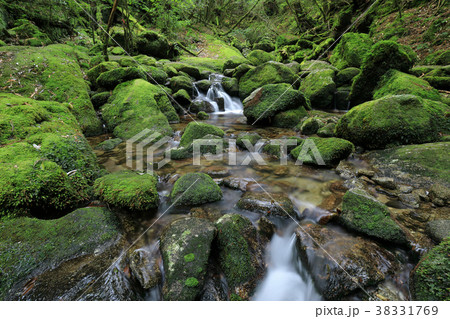 屋久島　白谷雲水峡 　奉行杉コースの苔むした沢 38331769