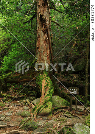 屋久島　白谷雲水峡 　三本足杉　奉行杉コースの苔むした登山道 38331774