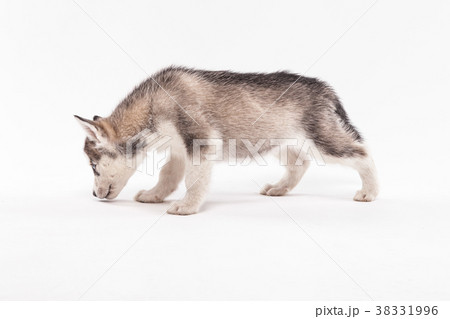 Husky puppy on a white background 38331996