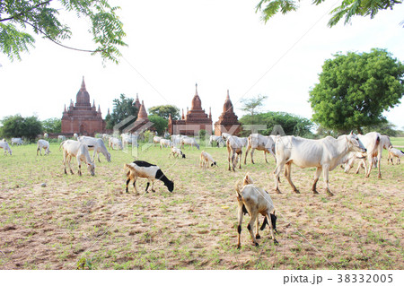 ミャンマー バガンの草原のヤギと牛 ミャンマー バガンの草原のヤギと牛 38332005