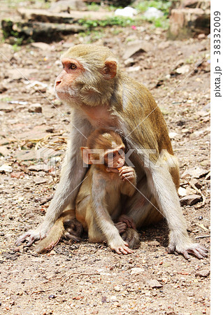 猿の親子の写真素材 [38332009] - PIXTA