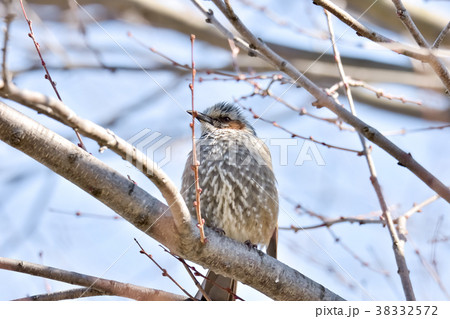 春を待つヒヨドリ 38332572