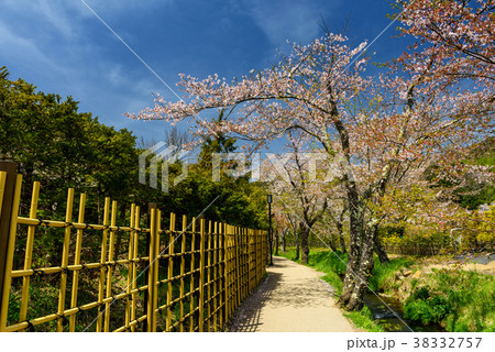 sakura blossom at Oshino Hakkai village sakura blossom at Oshino Hakkai village 38332757