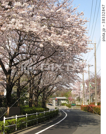 志村の桜 38332847