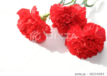 カーネーション 38334063