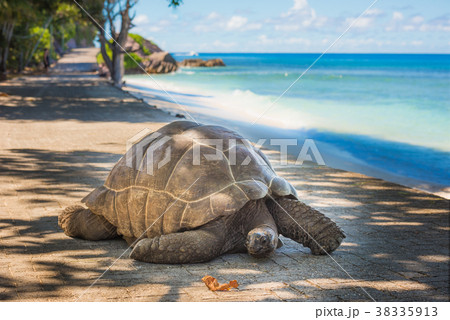 Seychelles giant tortoise 38335913