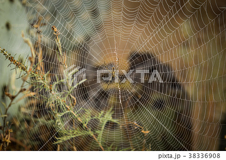 Spider web close up Spider web close up 38336908