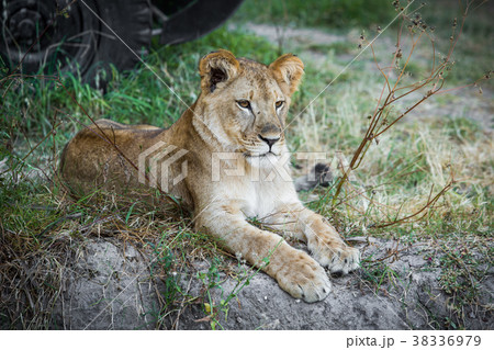 Single young lion Single young lion 38336979