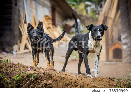 Two angry guard dogs 38336990