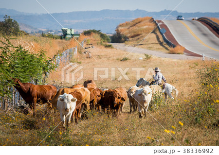 Cowboy with cattle 38336992
