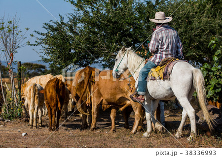 Cowboy with cattle 38336993